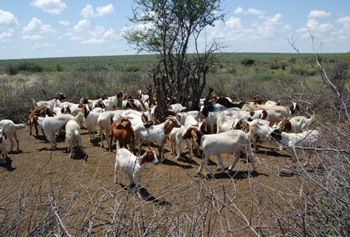 Goats donated to San bushmen 2009 - 2012